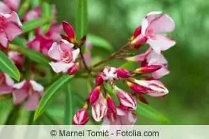 Oleander dalam ember/pot – menanam, merawat, dan menahan musim dingin