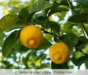 Come tagliare l'albero di limone – tempistiche e istruzioni