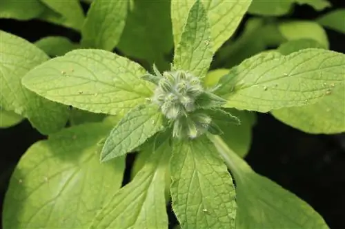 Borage - Borago officinalis