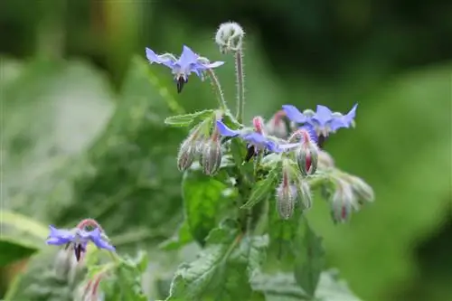 โบราจ - Borago officinalis