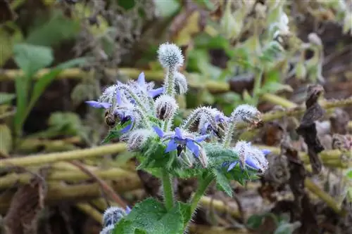 Borragine – Borago officinalis