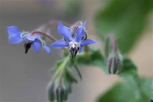 Dyrkning af borage – såning, pleje, høst og tørring