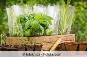 Beste tyd om kruie in die tuin en op die balkon te plant