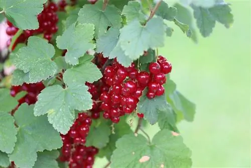 rdeči ribez - Ribes rubrum