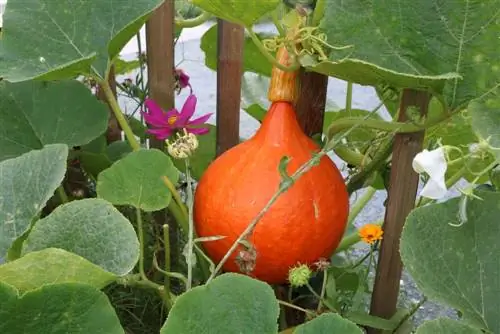 calabaza hokaido