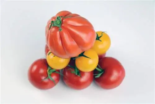 buah tomato