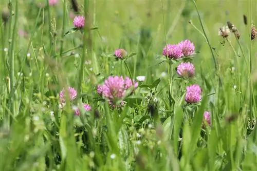 Do coffee grounds help against clover in the lawn?