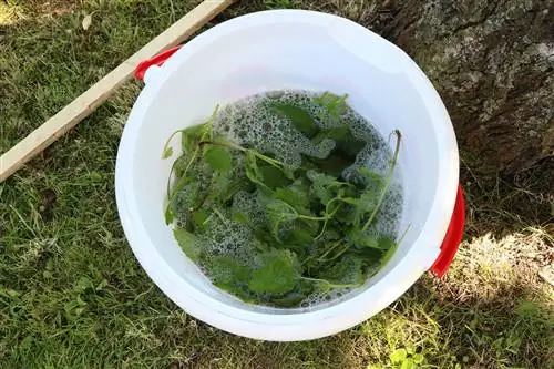 Nettle manure / nettle broth li Rose chiv