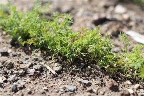 Սամիթ - վարունգի խոտ - Aanethum graveolens