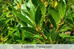 Cherry laurel nplooj