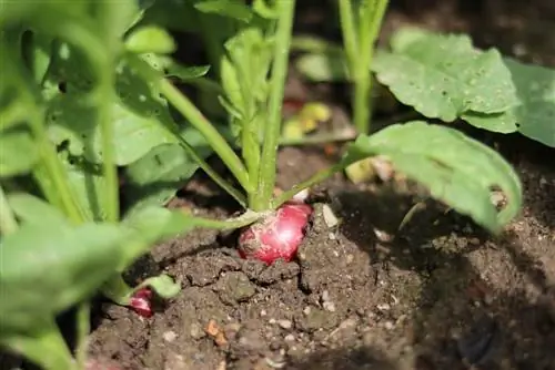 Radishes - Raphanus sativus