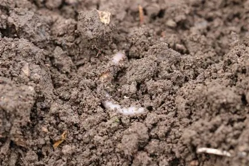 Instruksies: Maak kleigrond in die tuin los en verbeter dit