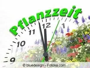 timpul de plantare