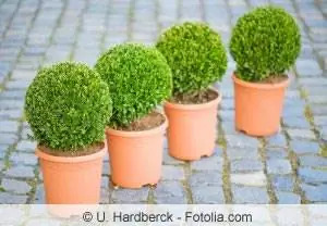 Buxus