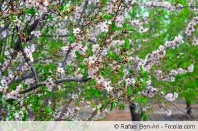 Pokok badam