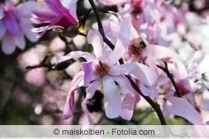 stjerne magnolia