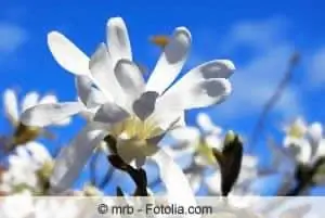 بهترین زمان برای کاشت بوته و بوته است