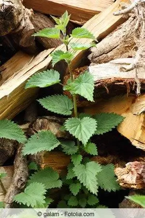 brandnetel hout