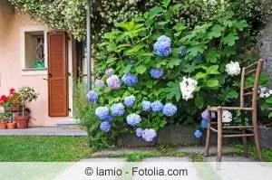 Kupaka hydrangea bluu - tiba bora za nyumbani za kupaka rangi