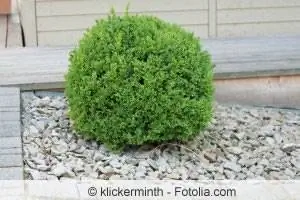 Boxwood