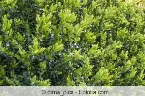 Kueneza boxwood kupitia vipandikizi - vidokezo bora