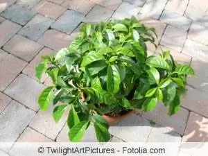 Pianta del caffè, Coffea arabica - coltivazione & Cura della pianta del caffè