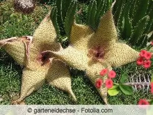 Hoodia kaktüs