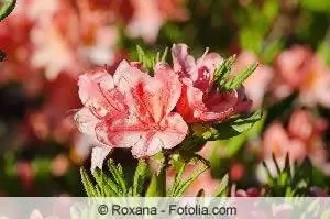 azalea röd