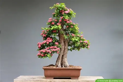 Make your own bonsai soil