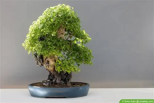 Misture seu próprio solo de bonsai