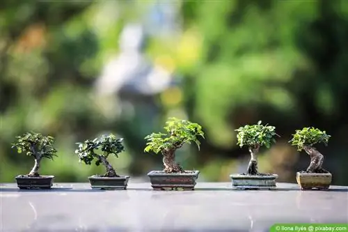 Sami pomiješajte zemlju za bonsai - upute