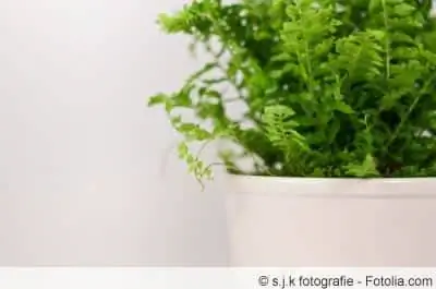 Sword fern in a pot