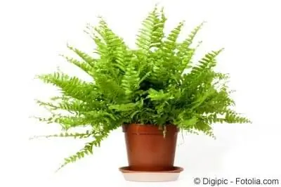 Sword fern, Nephrolepis - varieties and care