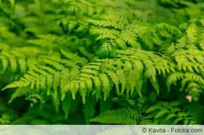 Fern care - location, planting and propagation