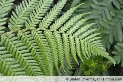 ใบของ Dryopteris