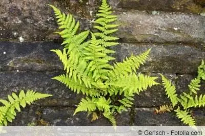 Fier krimbash, Dryopteris - profili dhe varietetet