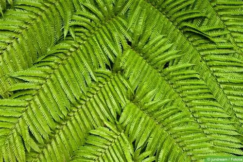 Trebregne - Cyatheales