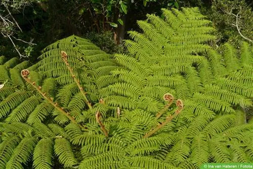 Ағаш папоротнигі, Cyatheales: профилі мен сорттары