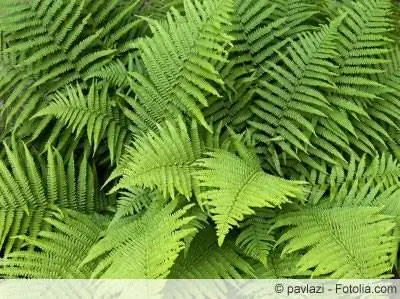 Worm fern halaman - lokasyon, pangangalaga at pagpaparami