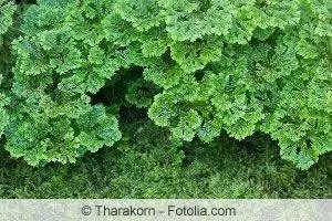 Maidenhair fern