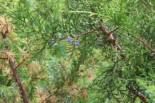 Pagputol ng juniper - bilang isang bakod, bonsai at nag-iisang halaman