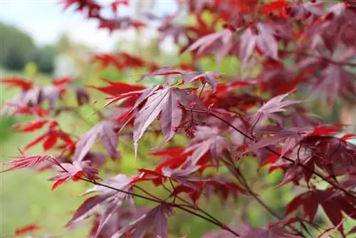 Japanese ornamental maple - qhov chaw, saib xyuas thiab nthuav tawm