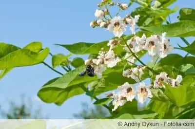 catalpa bignonioides