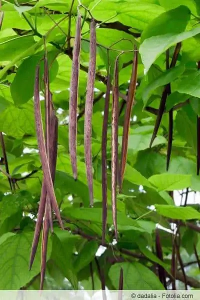 catalpa bignonioides