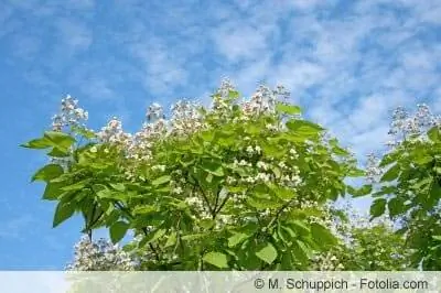 Tallar l'arbre de la trompeta - consells per a Catalpa bignonioides nana