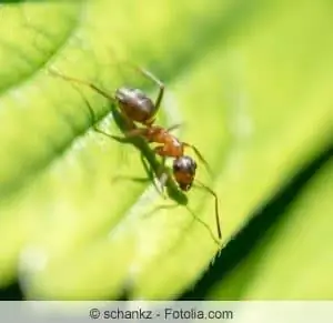 O que ajuda contra formigas no jardim e no apartamento?