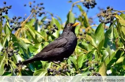 पक्षी संरक्षण हेज