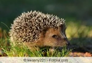 Hedgehog