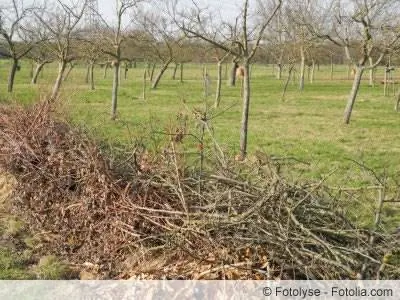 Een Benje-haag maken - planten en bouwinstructies