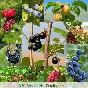 Créez un snack-jardin dans le jardin et sur le balcon